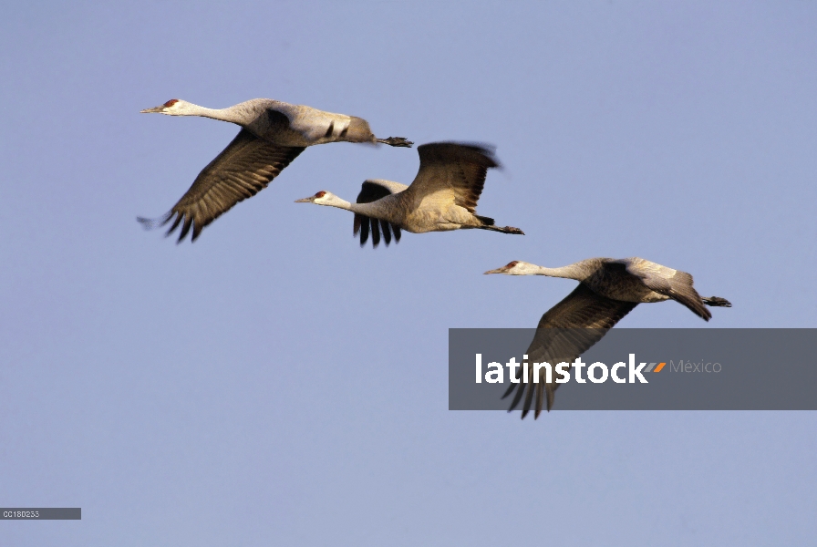 Trío de Sandhill Crane (Grus canadensis) volando, América del norte