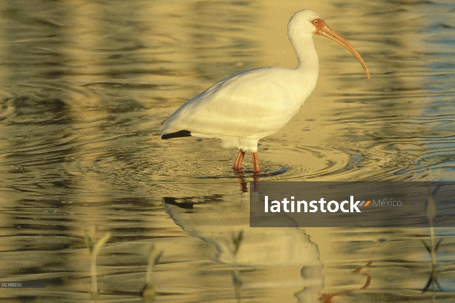 Retrato de Ibis blanco (Eudocimus albus), Estero Beach cerca de Fort Meyers, Florida