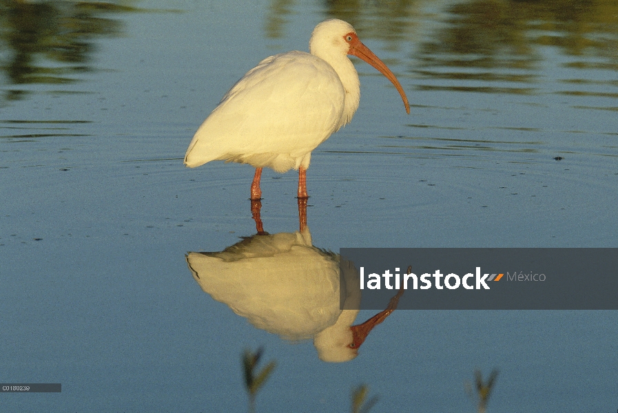 Retrato de Ibis blanco (Eudocimus albus), Estero Beach cerca de Fort Meyers, Florida