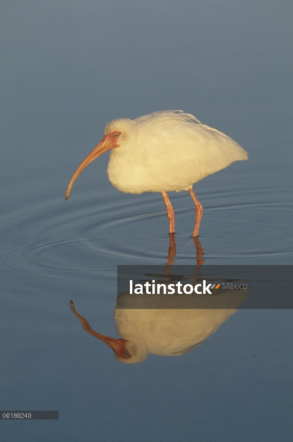 Ibis blanco (Eudocimus albus), vadeando en aguas poco profundas, Ding Darling National Wildlife Refu