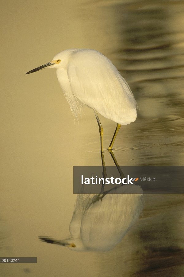 Garceta Blanca (Egretta thula) vadear aguas poco profundas, Ding Darling National Wildlife Refuge, i