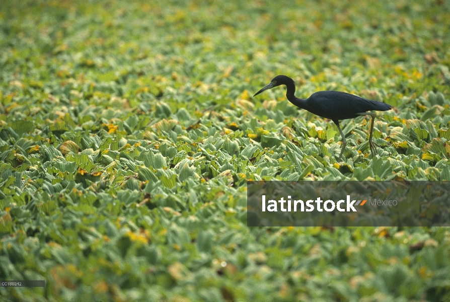 Garceta Azul (Egretta caerulea) alimentándose entre la lechuga de agua, Parque Nacional Everglades, 