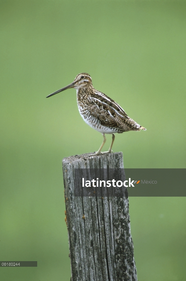 Agachadiza común (Gallinago gallinago) sobre tocón de árbol, América del norte