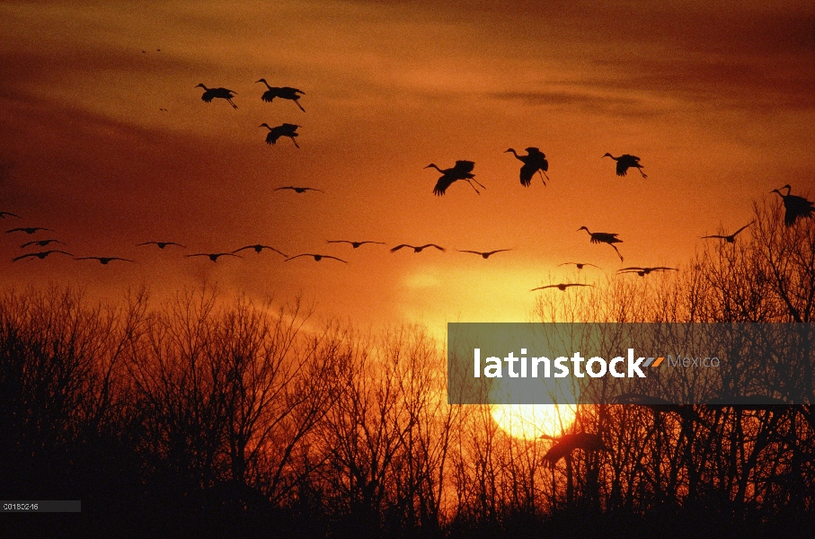 Grupos de Sandhill Crane (Grus canadensis) volando, silueta de puesta del sol, Nebraska