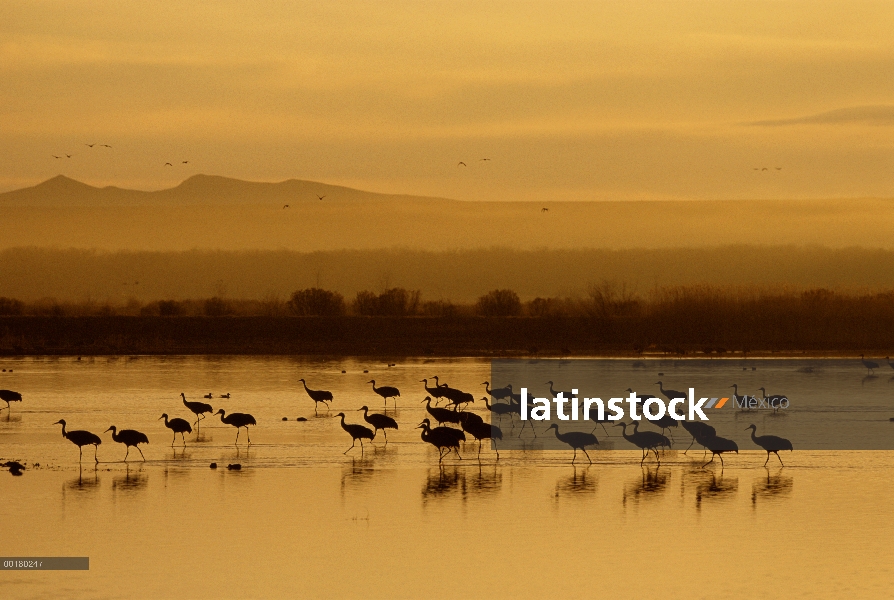 Rebaño de Sandhill Crane (Grus canadensis) alimentación en aguas poco profundas al atardecer, Bosque