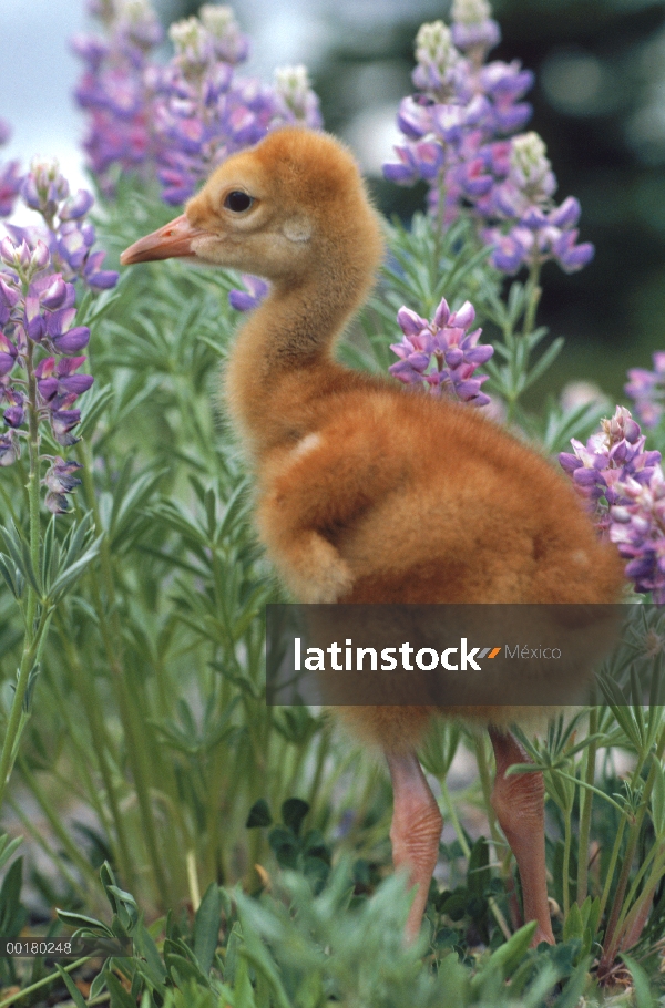 Polluelo de Sandhill Crane (Grus canadensis), Gray Lake, Idaho