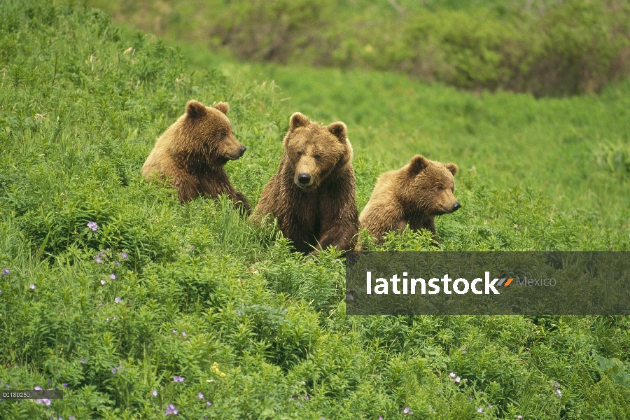 Madre oso pardo (Ursus arctos horribilis) y dos cachorros, Santuario del río de McNeil, Alaska