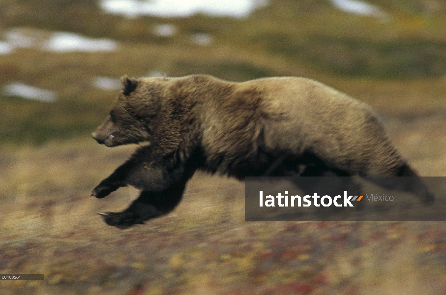 Oso Grizzly (Ursus arctos horribilis) correr, Parque Nacional de Katmai, Alaska