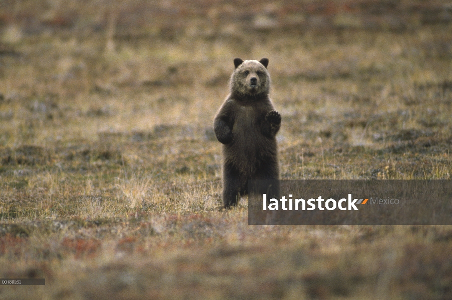 Oso Grizzly (Ursus arctos horribilis) en campo de hierba, Parque Nacional de Katmai, Alaska