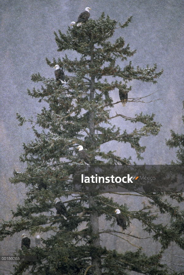 Grupo águila calva (Haliaeetus leucocephalus) en evergreen, Parque Nacional del glaciar, Montana