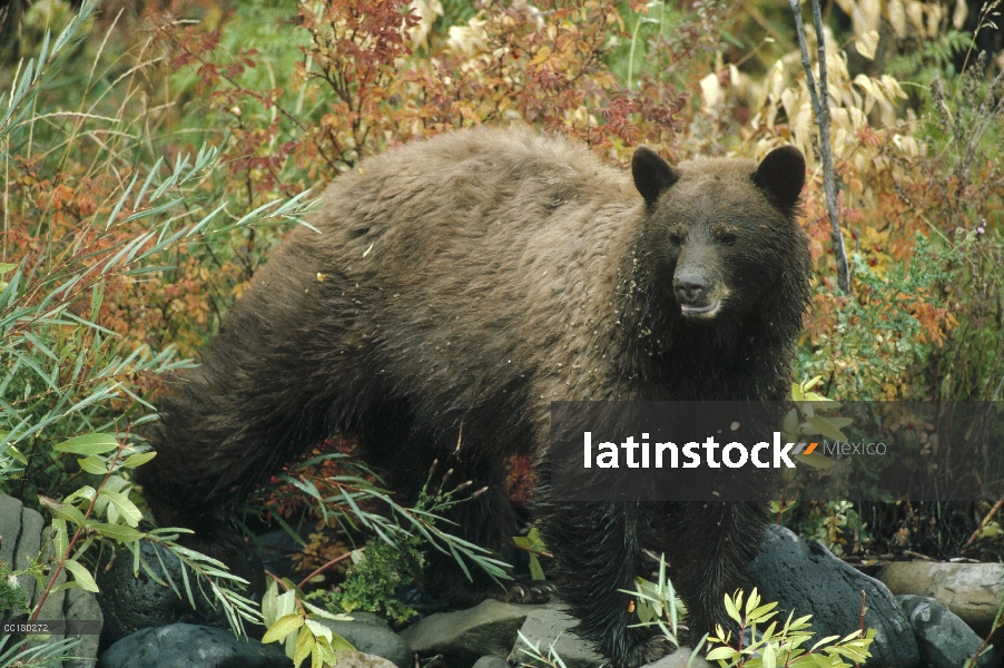 Oso negro (Ursus americanus) en otoño follaje coloreado, Parque Nacional de Yellowstone, Wyoming