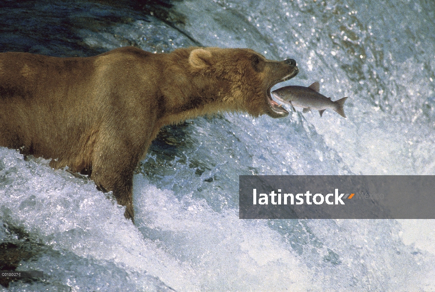 Oso Grizzly (Ursus arctos horribilis) captura de desove de salmón rojo (Oncorhynchus nerka), Brooks 