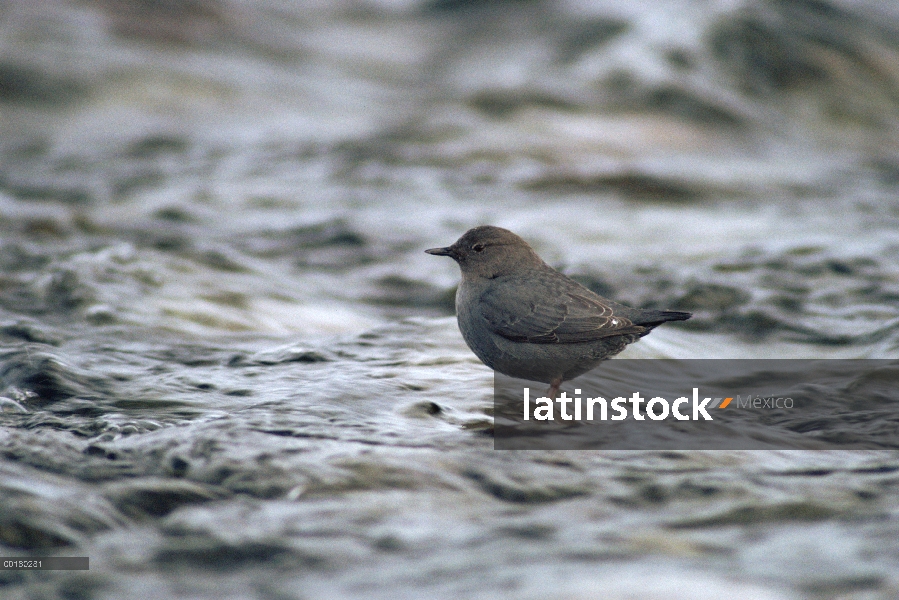 American Dipper (Cinclus mexicanus) vadeando en corriente, de América del norte