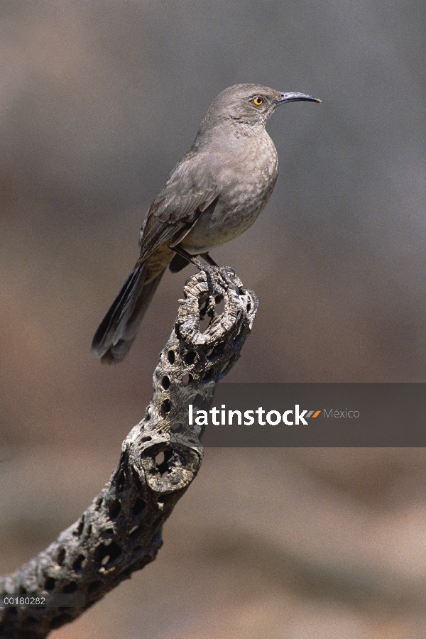 Curve-billed Thrasher (Toxostoma curvirostre), América del norte