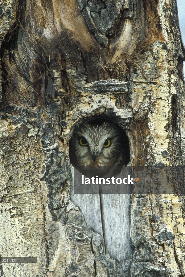 Norte Sierra – afilar buho (Aegolius acadicus) en la cavidad del nido en árbol, Wyoming