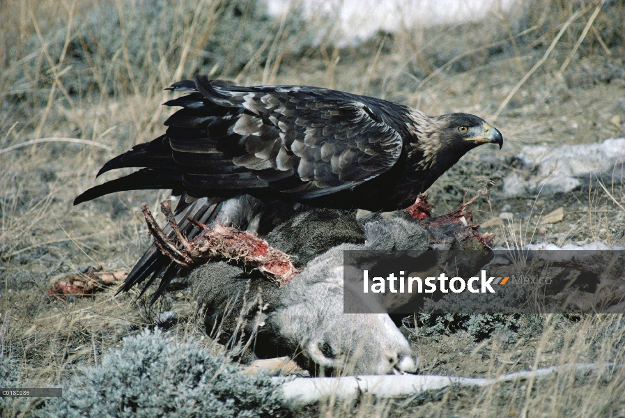 Águila real (Aquila chrysaetos) alimentándose de la matanza, América del norte