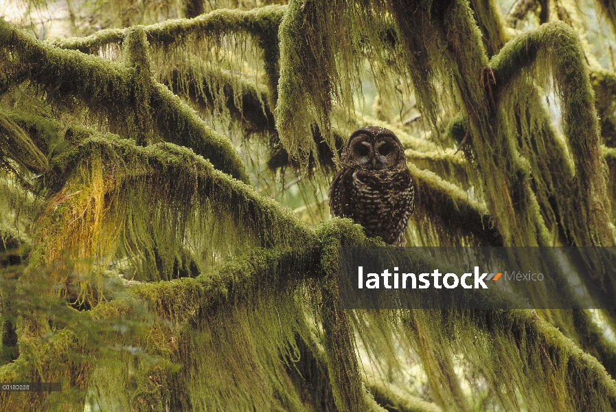 Búho manchado (Strix occidentalis) en bosque de viejo crecimiento, sudoeste Oregon