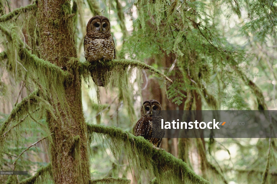 Par de búho manchado (Strix occidentalis de Strix) norte posado árbol del bosque templado lluvioso, 