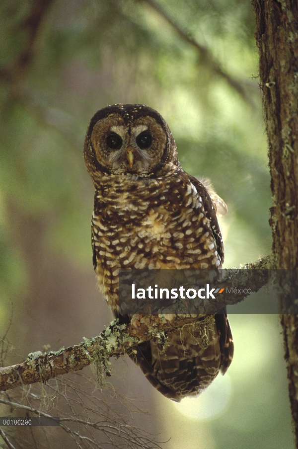 Norte búho manchado (Strix occidentalis de Strix) percha de árbol del bosque templado lluvioso, sudo