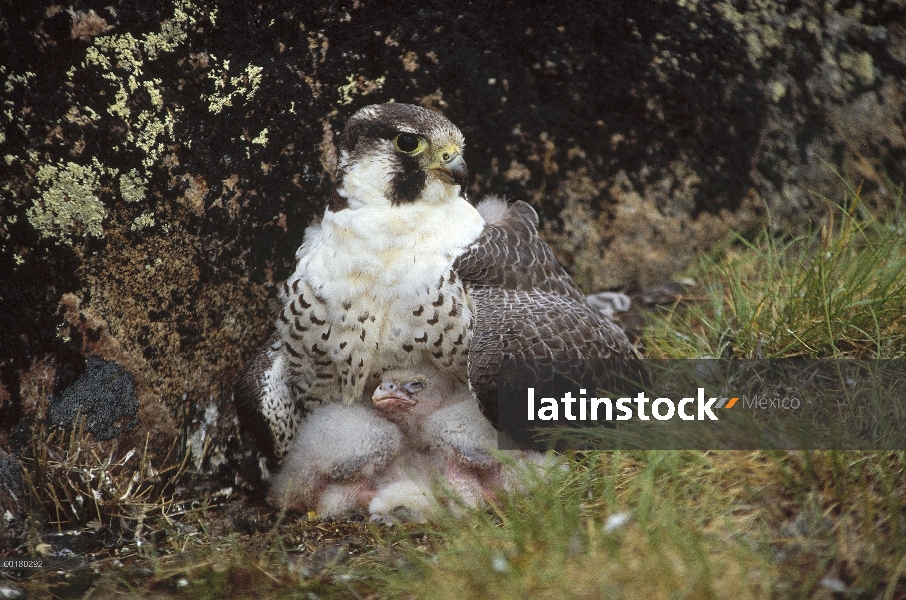 Halcón peregrino (Falco peregrinus) madre con los pollitos en el nido de la tierra, América del nort