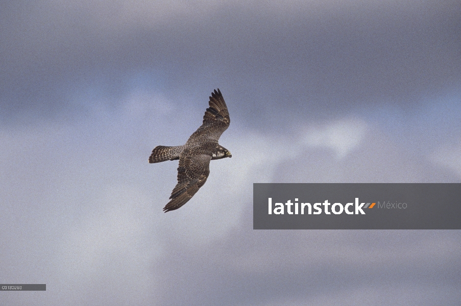 Halcón peregrino (Falco peregrinus) volando, Wager Bay, Canadá