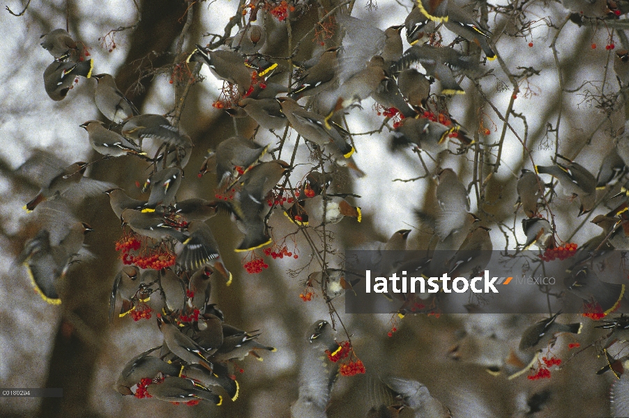 Grupo bohemio Ampelis europeo (Bombycilla garrulus) alimentándose de bayas en invierno, Polson, Mont