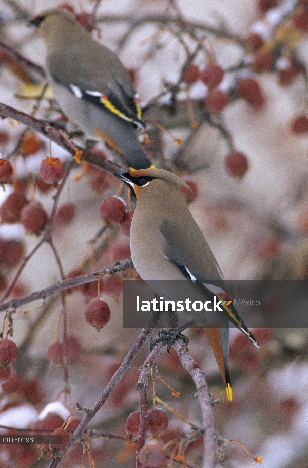 Bohemio de Ampelis europeo (Bombycilla garrulus) comer bayas de Fresno de montaña (Sorbus sp), Norte