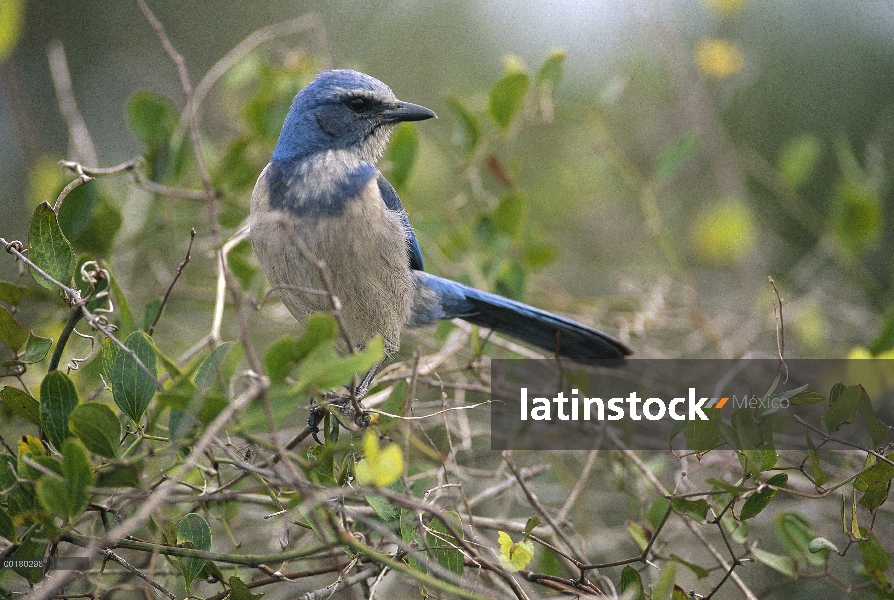 La Florida Jay (Aphelocoma coerulescens) percha de árbol, Oscar Schever State Park, Florida