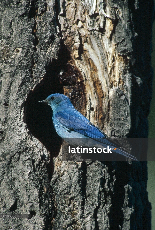 Bluebird de la montaña (Sialia currucoides) en la entrada de la cavidad del nido, Parque Nacional de