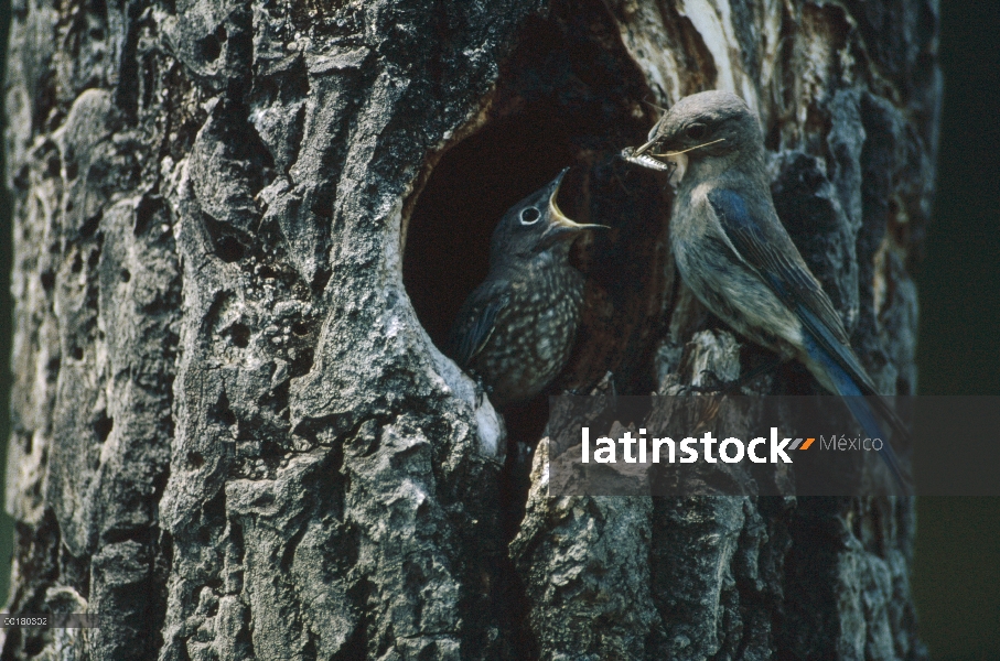 Padre Bluebird (Sialia sp) alimentación de jóvenes en la cavidad del nido, América del norte