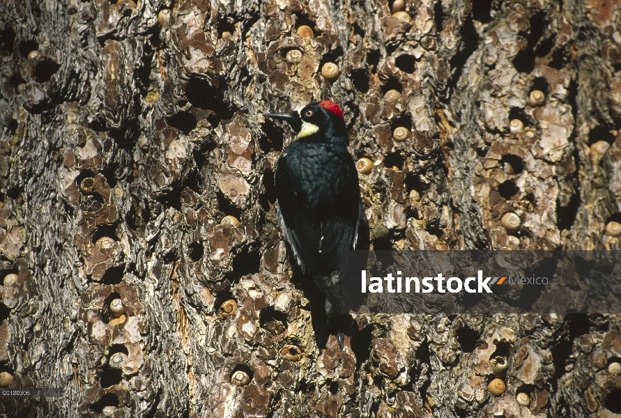 Mujer de Woodpecker (Melanerpes formicivorus) bellota a pino con escalera acorn, Cuyamaca State Park