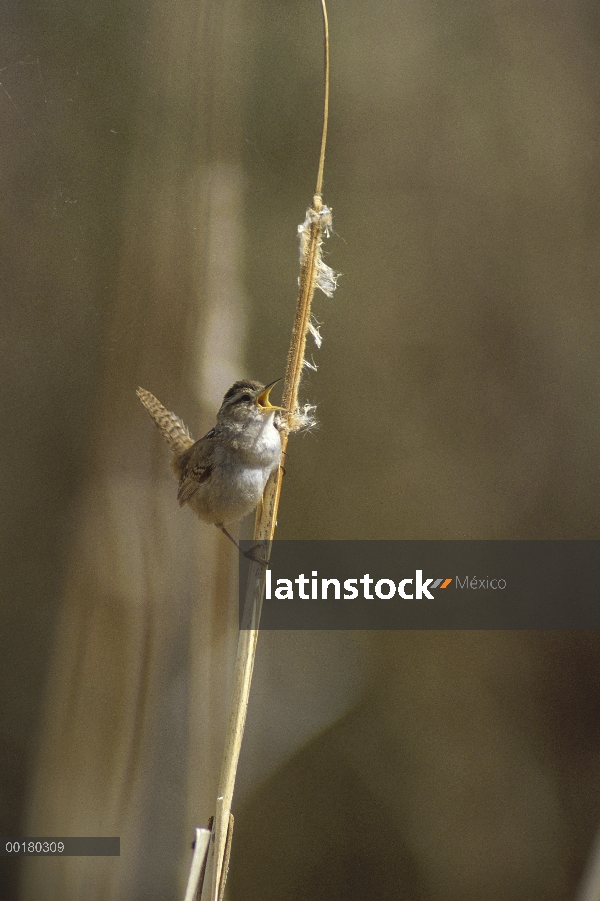 Marsh Wren (Cistothorus palustris) cantando mientras percha en una común totora (Typha latifolia), r