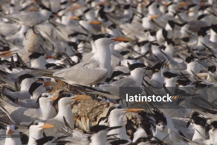 Real Colonia de anidación Tern (Thalasseus maximus), isla de Chandeleur, Louisiana