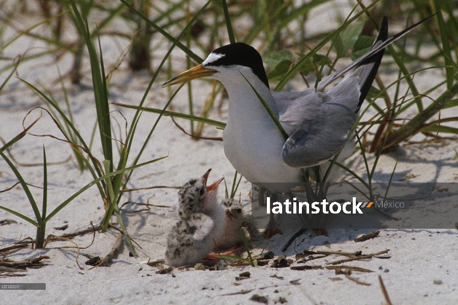 Menos adultos de Tern (Sterna antillarum) con petición chick, Biloxi, Mississippi