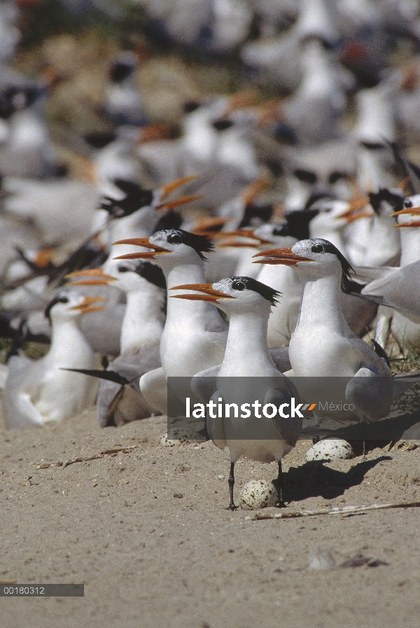 Real Colonia de anidación Tern (Thalasseus maximus) que a adultos con huevos, Biloxi, Mississippi