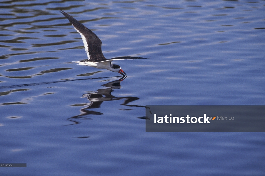 Black Skimmer (Rynchops niger) pesca de vuelo, Parque Nacional Everglades, Florida