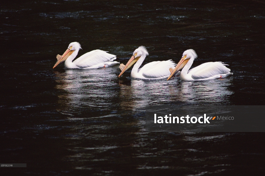 Trío de pelícano blanco americano (Pelecanus erythrorhynchos) nadando en el lago, Parque Nacional de