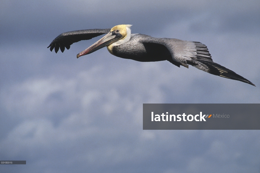 Marrón deslizamiento de pelícano (Pelecanus occidentalis), La Jolla Cove, sur de California