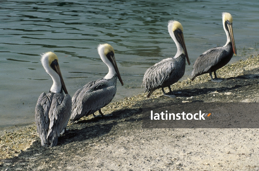 Grupo de Pelícano Pardo (Pelecanus occidentalis) en el Banco de la costa, la Florida