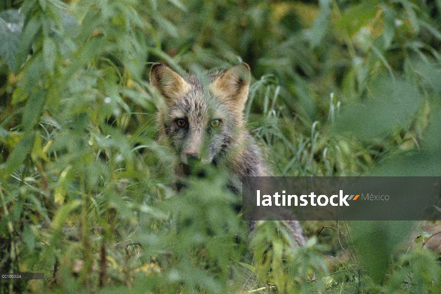 Zorro rojo (Vulpes vulpes) camuflado en hierba, Canadá