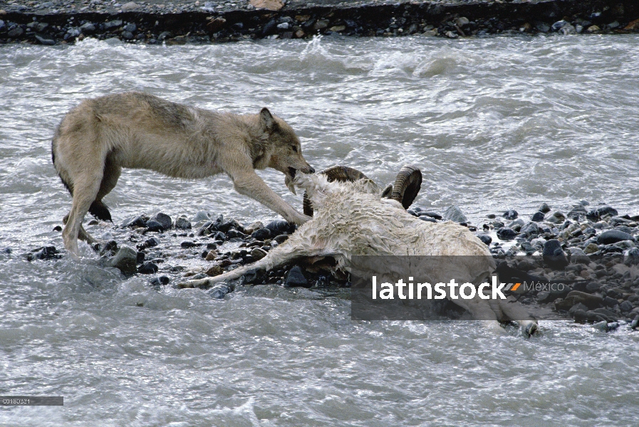 Lobo (lupus de Canis) alimentándose de ovejas de Dall (Ovis dalli) en río, Parque Nacional de Denali