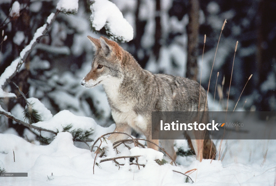 Retrato de Coyote (Canis latrans) en la nieve, Parque Nacional de Yellowstone, Wyoming