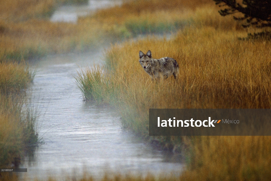 Coyote (Canis latrans) en la hierba a lo largo de la secuencia, Parque Nacional de Yellowstone, Wyom