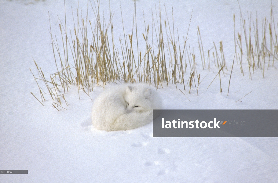 Zorro ártico (Alopex lagopus) acurrucado descansando en la nieve, la bahía de Hudson, cerca de Churc