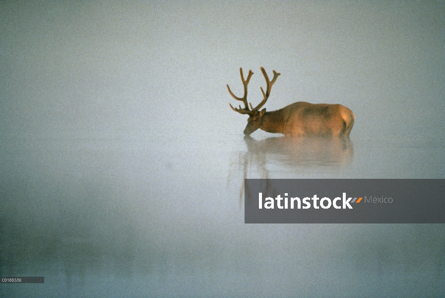 Elk (Cervus elaphus) en el agua, cabeza abajo, Parque Nacional de Yellowstone, Wyoming