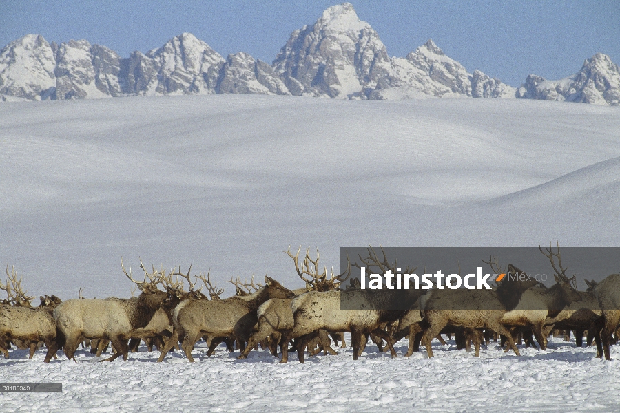 Elk (Cervus elaphus) manada cruce Nevado suelo, Refugio Nacional de Elk, Jackson Hole, Wyoming