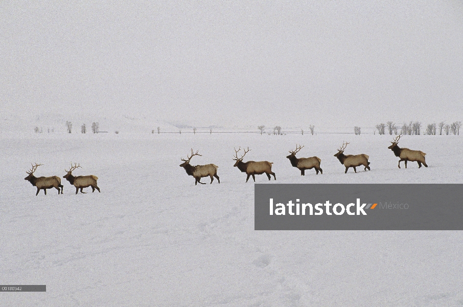 Elk (Cervus elaphus) manada caminando en una línea, Refugio Nacional de Elk, Wyoming