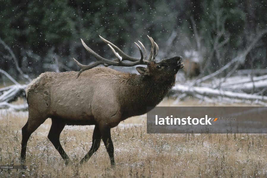 Hombre de Elk (Cervus elaphus) bramando durante rodera en nevadas ligeras, América del norte