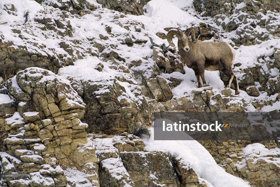 Borrego cimarrón (Ovis canadensis) en acantilado cubierto de nieve, Parque Nacional de Yellowstone, 