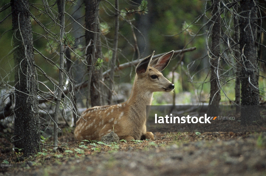 Ciervos de Coue (Odocoileus virginianus couesi) una subespecie enana del venado de cola blanca, cerv